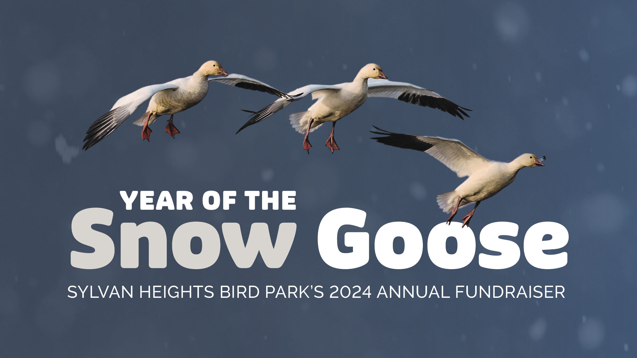 snow_goose_web_card2